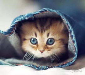 (天冷了猫咪不吃东西精神萎靡)小猫天冷了没精神是什么症状？如何判断猫咪出现不同情况？